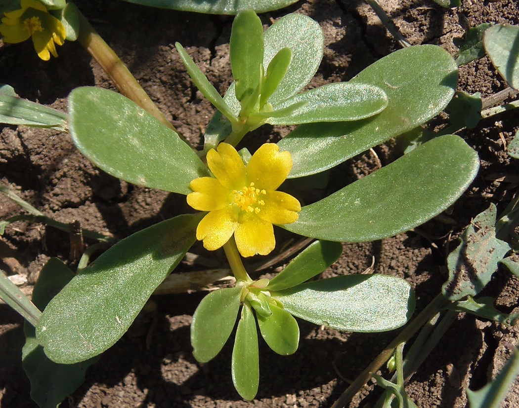 Изображение особи Portulaca oleracea.