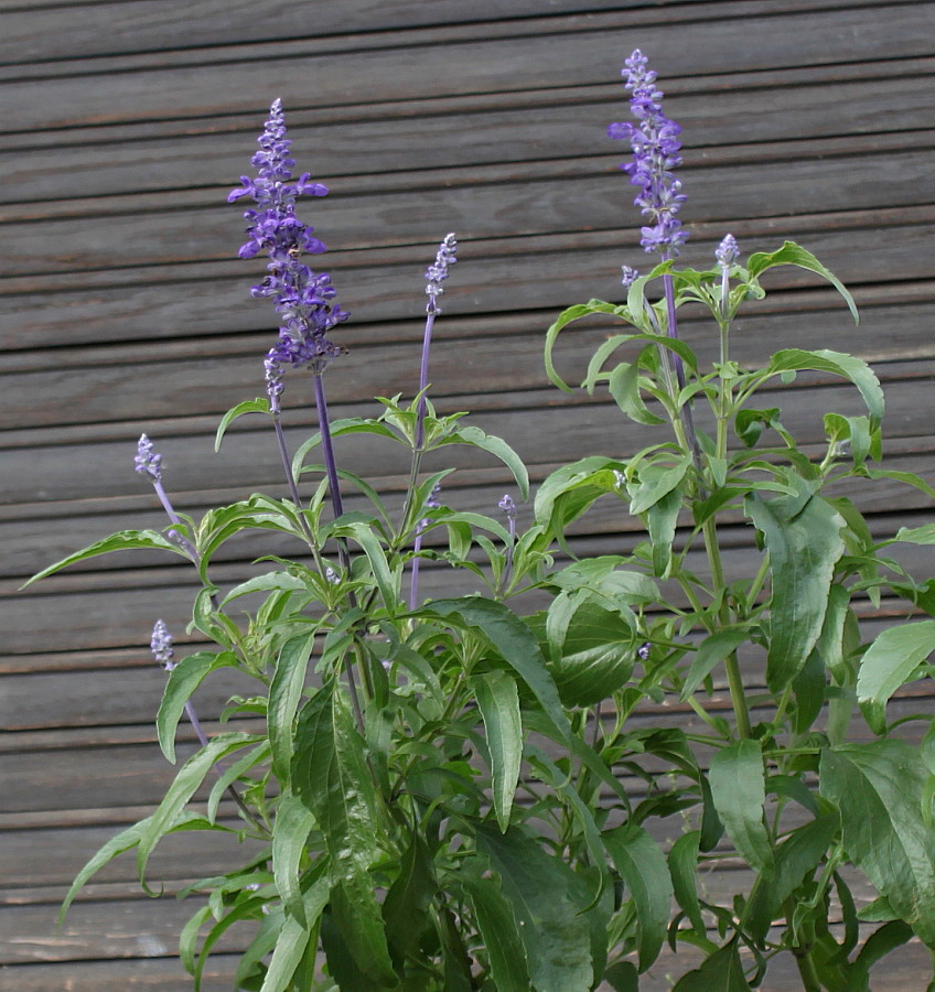 Изображение особи Salvia farinacea.