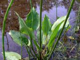 Alisma plantago-aquatica