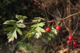 Crataegus stevenii. Побег с соплодиями. Южный берег Крыма, окр. с. Кипарисное. 7 октября 2013 г.