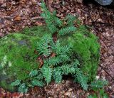 Polypodium vulgare