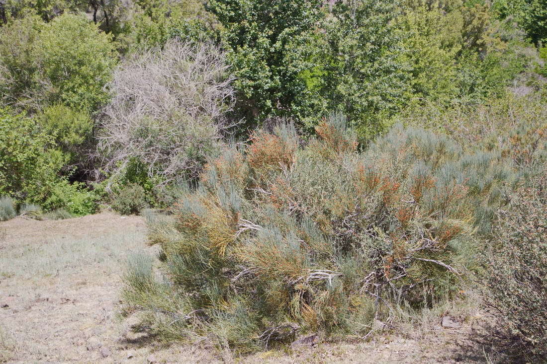 Изображение особи Ephedra intermedia.