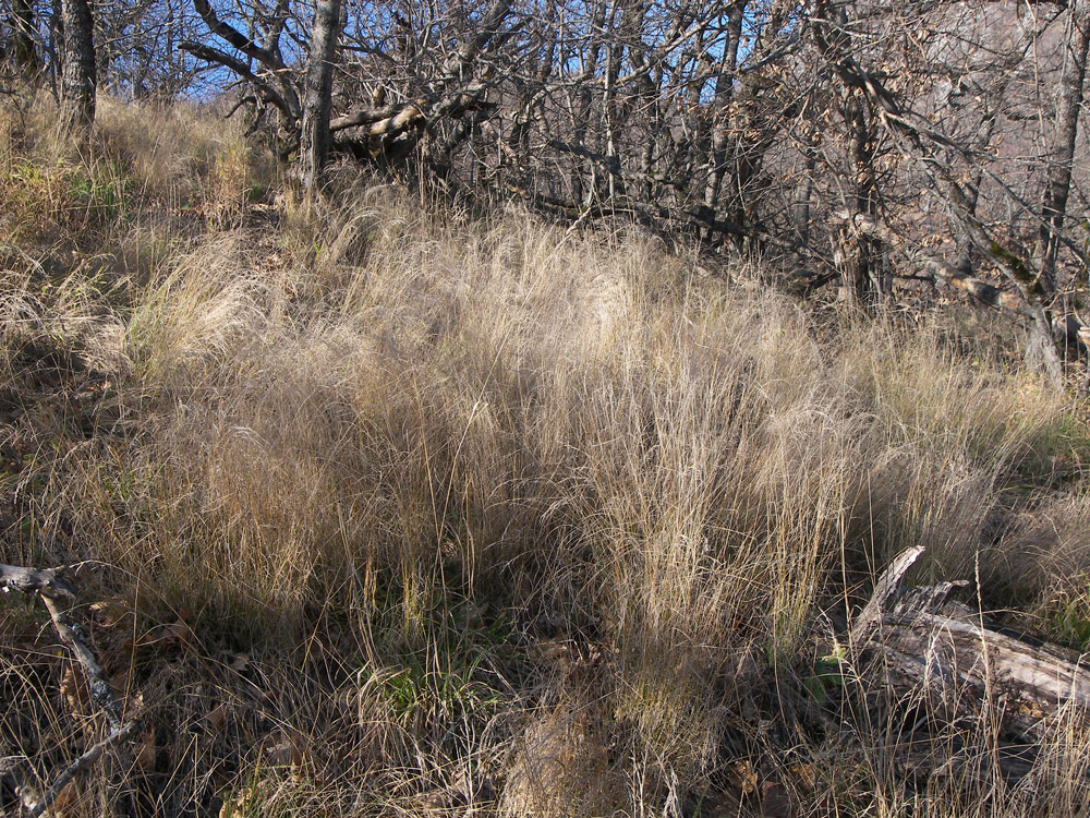 Image of Poa nemoralis specimen.