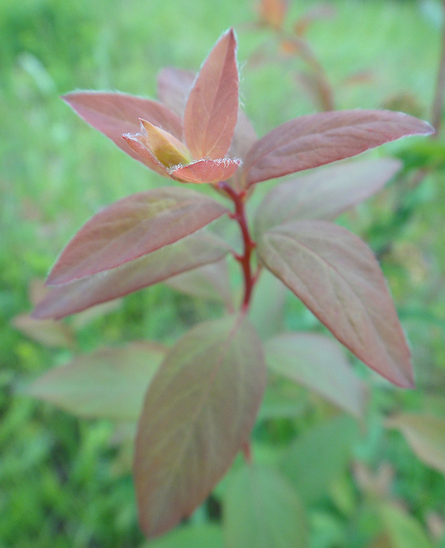Изображение особи Spiraea media.