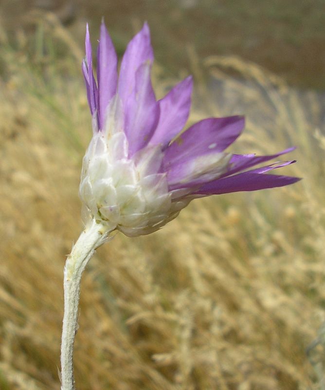 Изображение особи Xeranthemum annuum.