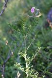 genus Astragalus