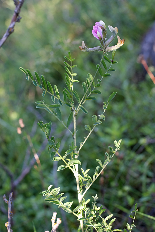 Изображение особи род Astragalus.