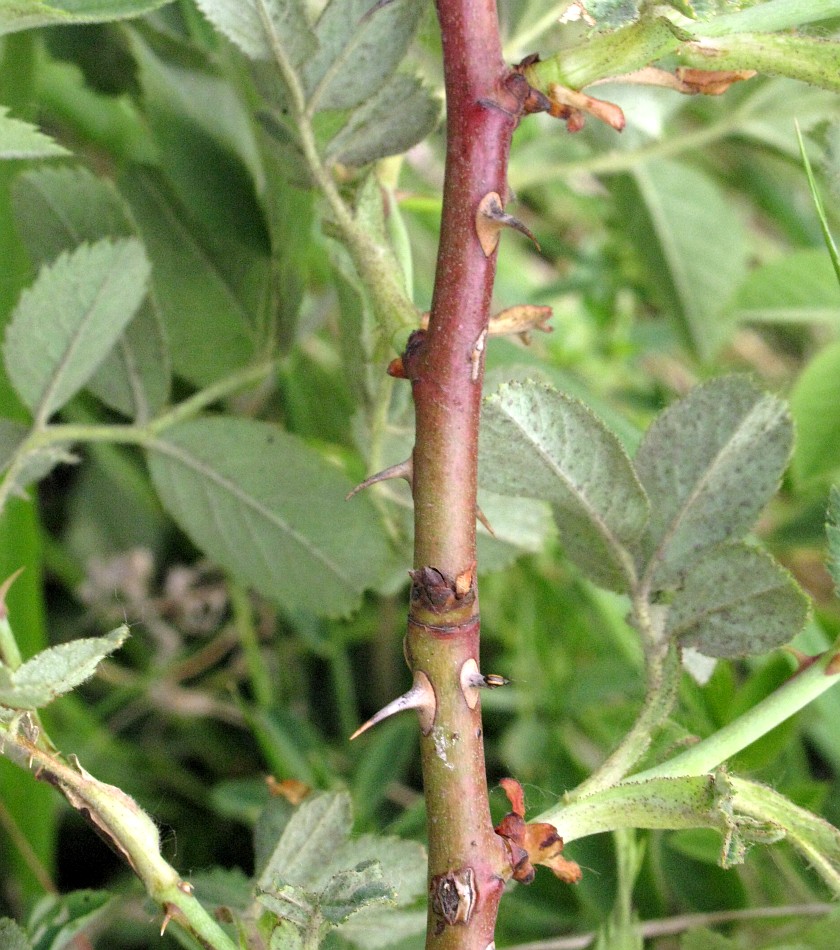 Image of genus Rosa specimen.
