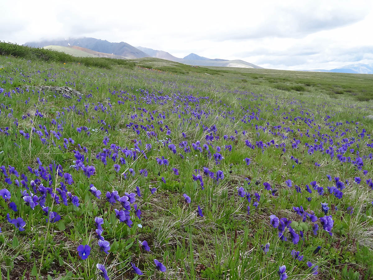 Изображение особи Viola altaica.