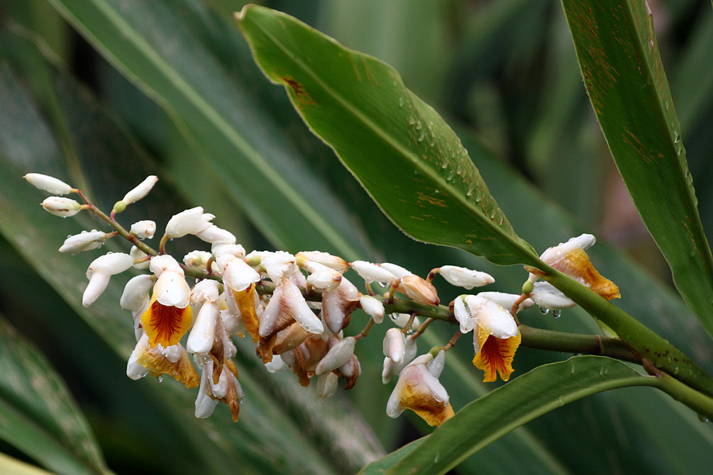 Image of Alpinia zerumbet specimen.