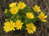 Adonis vernalis. Цветущее растение. Украина, Запорожский р-н, Дурная балка, разнотравная степь. 13.04.2013.