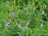 Vicia sepium. Верхушки побегов с соцветиями. Иркутская обл., Иркутский р-н, окр. с. Максимовщина, р. Иркут, луг. 13.07.2013.