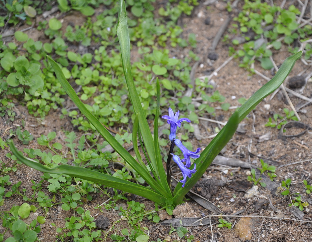 Image of Hyacinthus orientalis specimen.