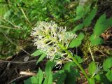 Actaea erythrocarpa. Соцветие. Пермский край, окр. г. Красновишерск, левый берег р. Вишера, залесённое подножие известнякового уступа \"Камень Ветлан\". 10.06.2012.