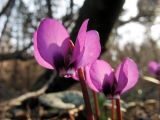 Cyclamen coum. Цветки. Москва, Ботанический сад МГУ. 28 марта 2007 г.