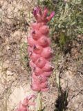 Astragalus schrenkianus