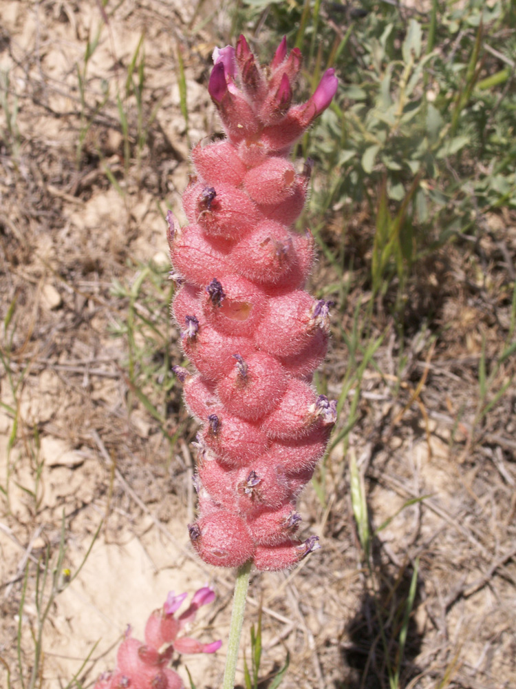 Изображение особи Astragalus schrenkianus.