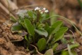 Microthlaspi perfoliatum. Зацветающее растение. Ростовская обл., Неклиновский р-н, окр. хут. Мержаново. 09.03.2014.