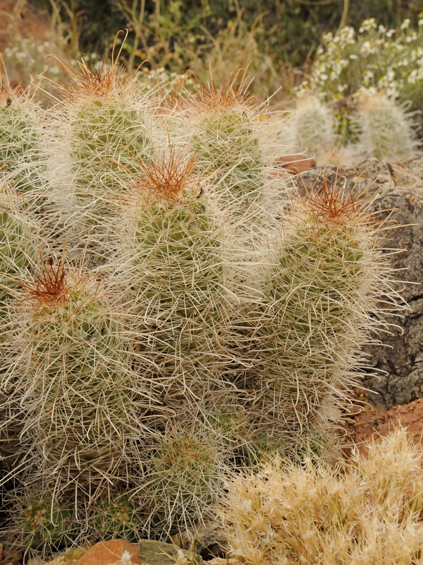 Изображение особи Cochemiea pondii ssp. setispina.