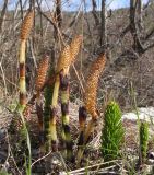 Equisetum telmateia. Спороносные и вегетативные побеги. Краснодарский край, м/о г. Новороссийск, у ручья. 22.03.2014.