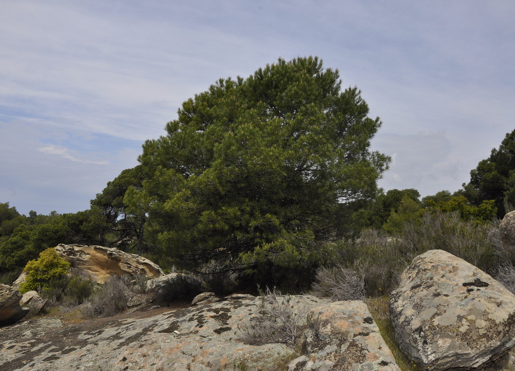 Image of Pinus pinea specimen.