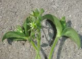 Cerastium semidecandrum. Верхушка цветущего растения. Крым, Евпатория, в щели асфальта под стеной здания. 20 апреля 2014 г.
