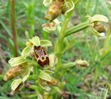 Ophrys umbilicata