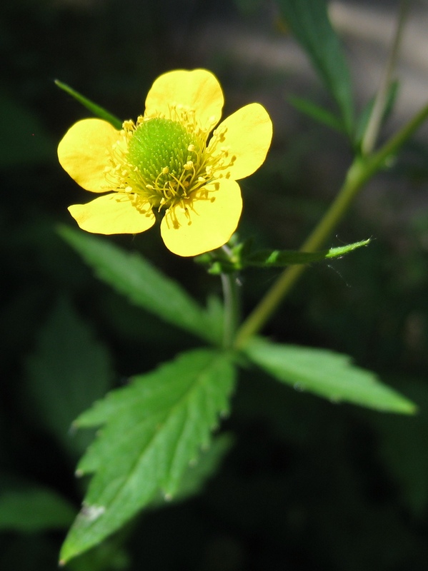 Изображение особи Geum aleppicum.