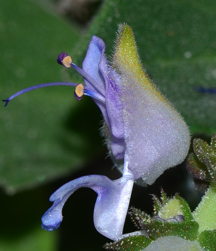 Image of Coleus neochilus specimen.