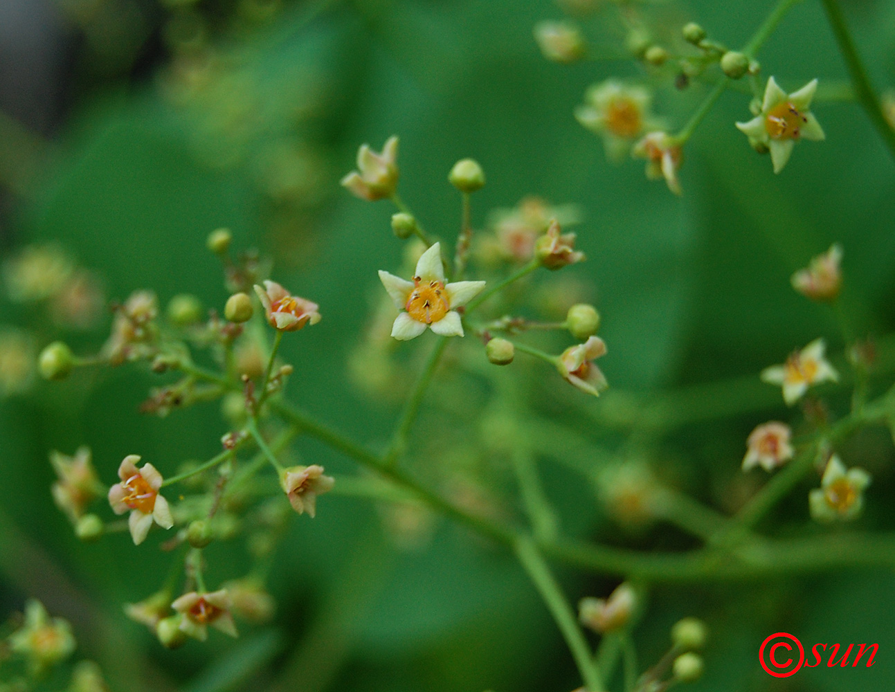 Изображение особи Cotinus coggygria.