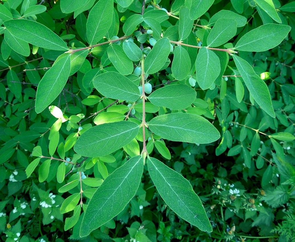 Image of Lonicera altaica specimen.