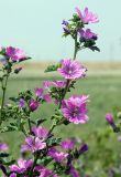 Malva mauritiana