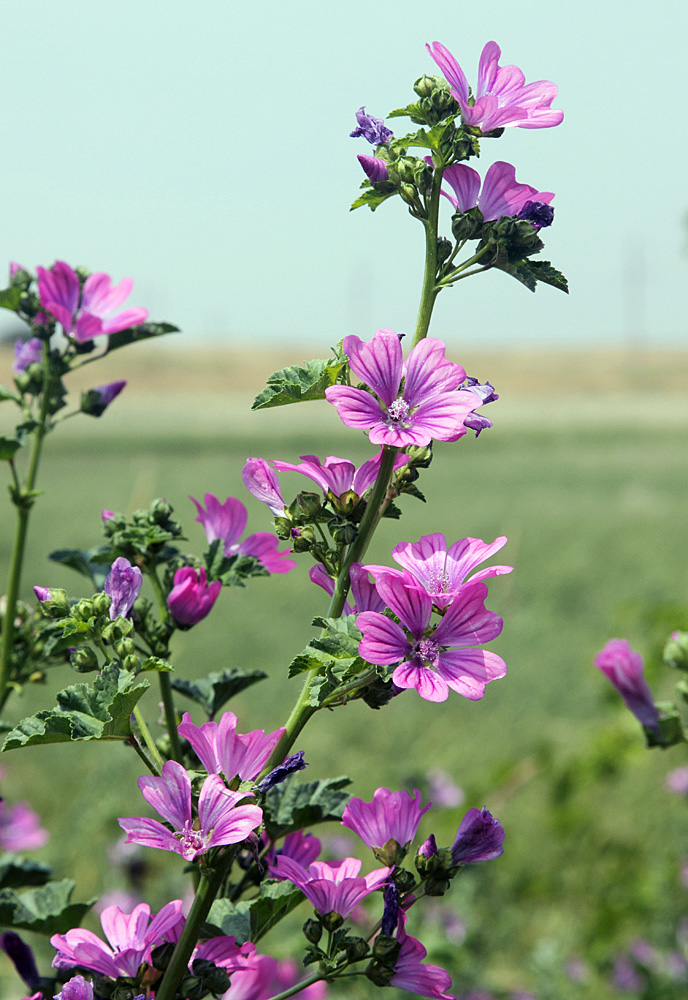 Image of Malva mauritiana specimen.