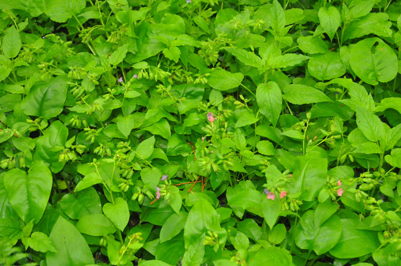 Image of Pulmonaria obscura specimen.