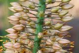 Eremurus × isabellinus. Верхняя часть соцветия с раскрывающимися цветками. Германия, г. Дюссельдорф, Ботанический сад университета. 02.06.2014.