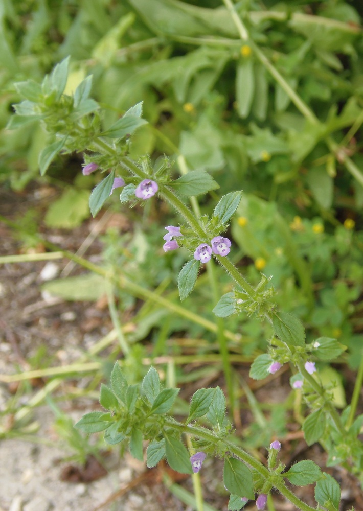 Image of Ziziphora acinos specimen.