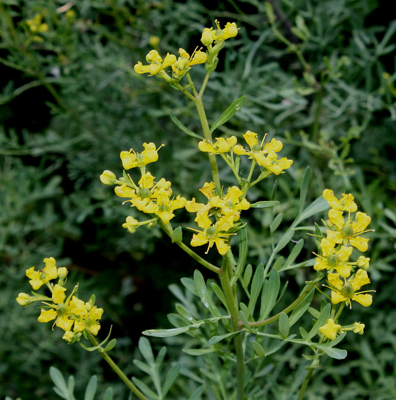 Image of Ruta graveolens specimen.
