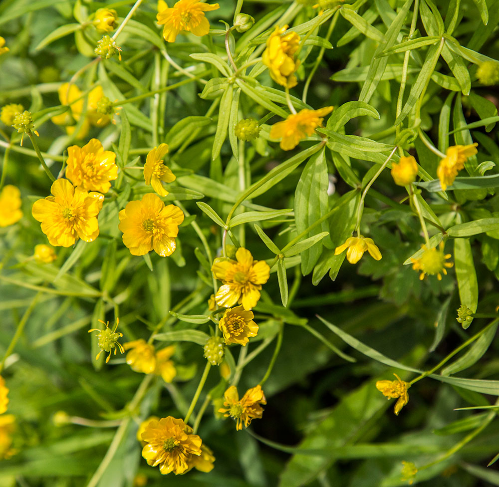 Изображение особи Ranunculus monophyllus.