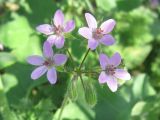 Erodium cicutarium
