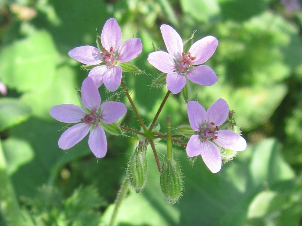 Изображение особи Erodium cicutarium.