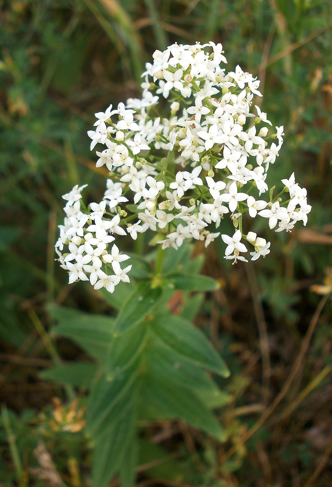 Image of Galium rubioides specimen.