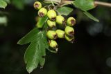 Crataegus rhipidophylla. Незрелые плоды. Молдова, Криулянский р-н, окр. с. Слободзея-Дужка, пойма р. Днестр. 20.07.2014.