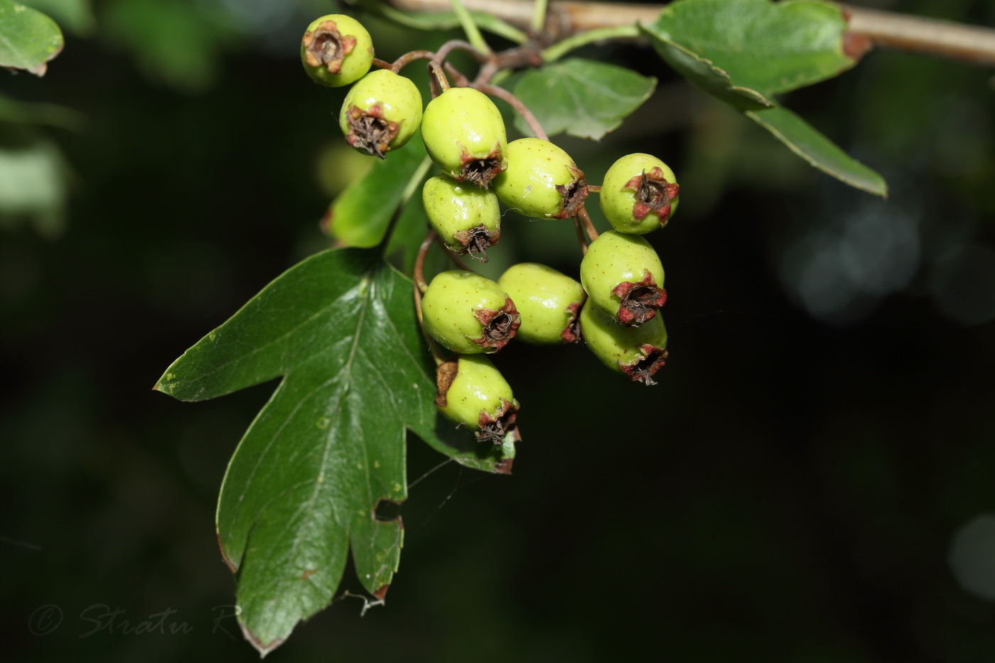 Image of Crataegus rhipidophylla specimen.