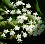 Sambucus nigra. Соцветие. Калининградская обл., Зеленоградский р-н, Куршская коса, смешанный лес в средней части косы. Июль 2014 г.