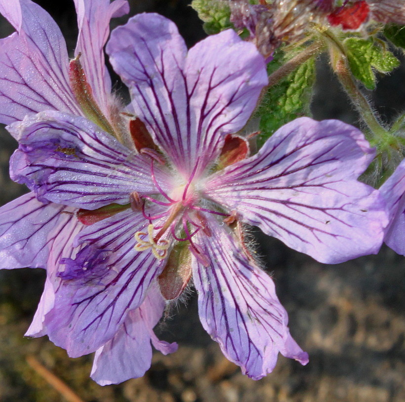 Image of Geranium renardii specimen.