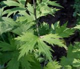 Delphinium ceratophorum