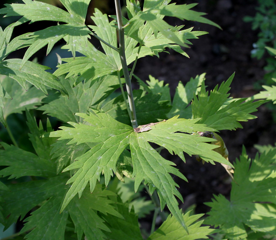 Image of Delphinium ceratophorum specimen.