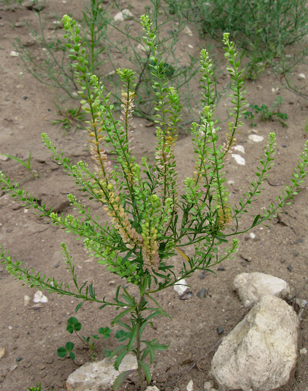 Изображение особи Lepidium densiflorum.