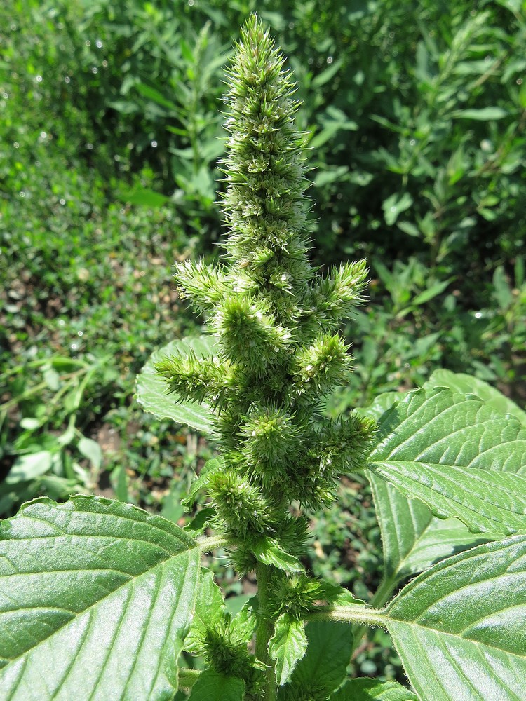 Image of Amaranthus retroflexus specimen.