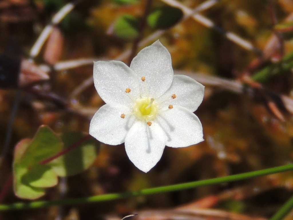 Изображение особи Trientalis europaea.